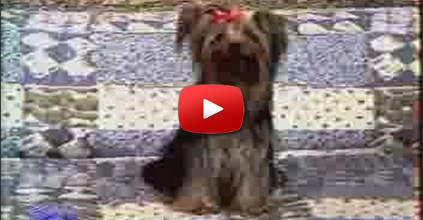 Cão Bomba